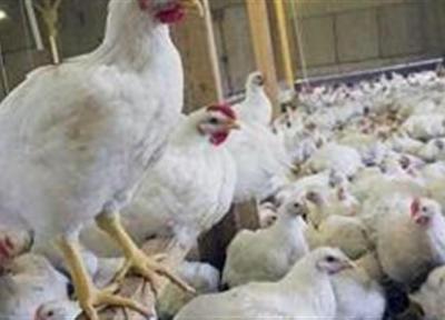 فروش مرغ با نرخ 30 هزار تومان گرانفروشی است