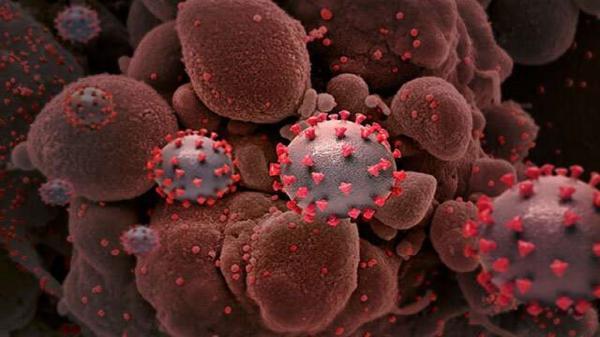پیش بینی شدت عفونت کرونا با نشانگر های زیستی