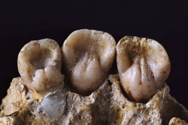 دندان انسان نئاندرتال کرمانشاه در رده اکتشافات باستان شناسی جهان