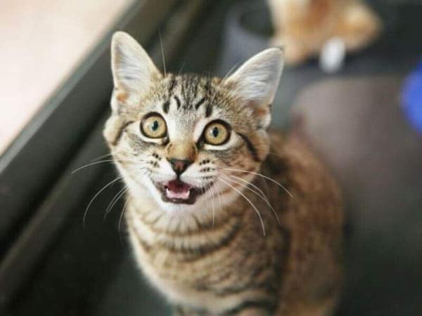 هشدار جدی ؛ گربه های این استان هاری گرفتند ، پنجه های گربه به ویروس آغشته است ، نگرانی شدید درباره بحرانی شدن هاری در کشور